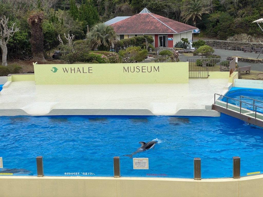 くじらの博物館で撮影したイルカショー