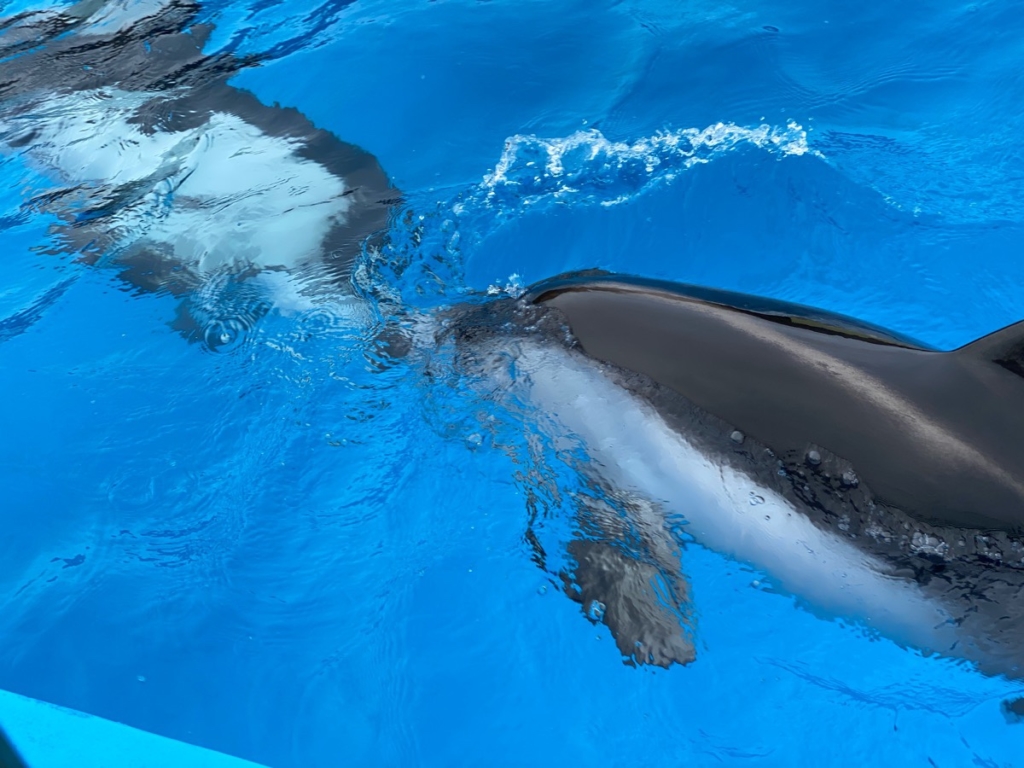 くじらの博物館で撮影したイルカの写真