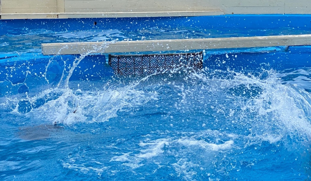 くじらの博物館で撮影したイルカの写真