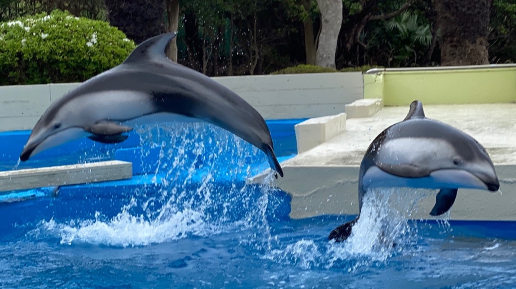 くじらの博物館で撮影したイルカの写真