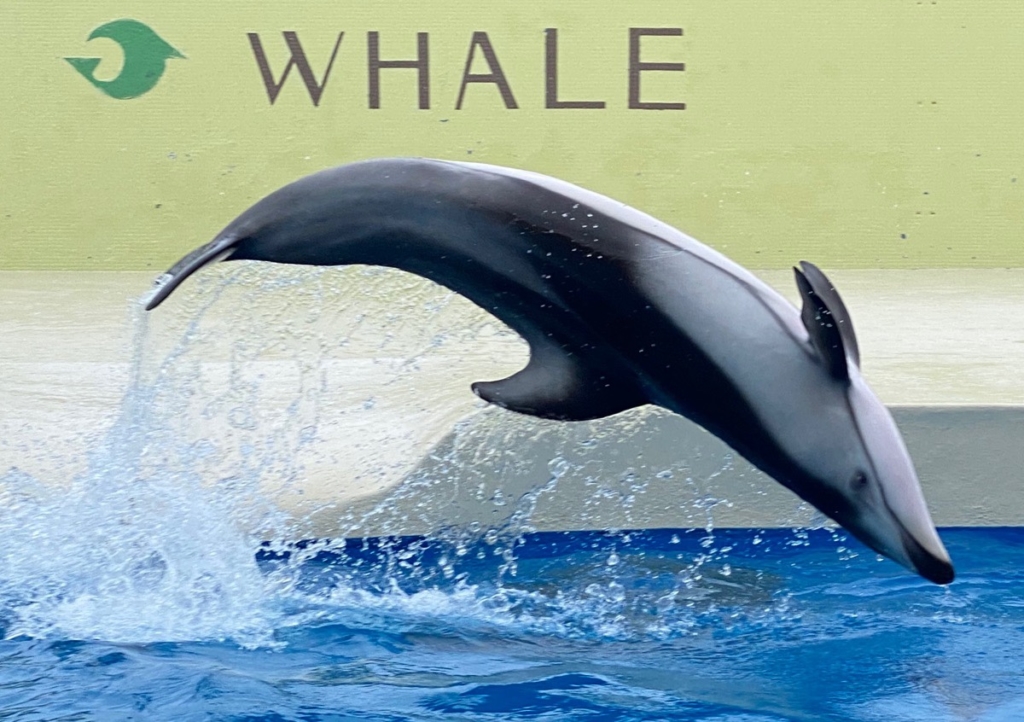 くじらの博物館で撮影したイルカの写真
