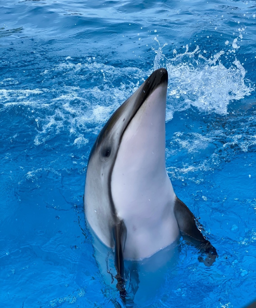 くじらの博物館で撮影したイルカの写真