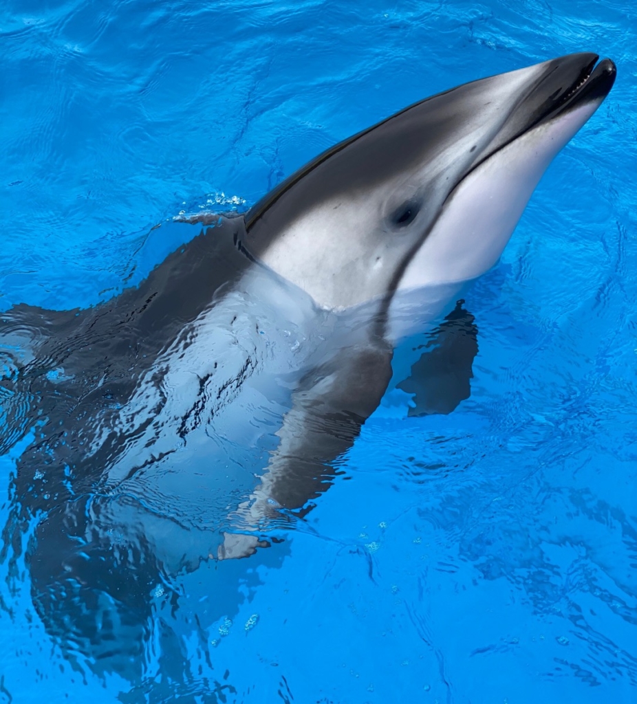くじらの博物館で撮影したイルカの写真