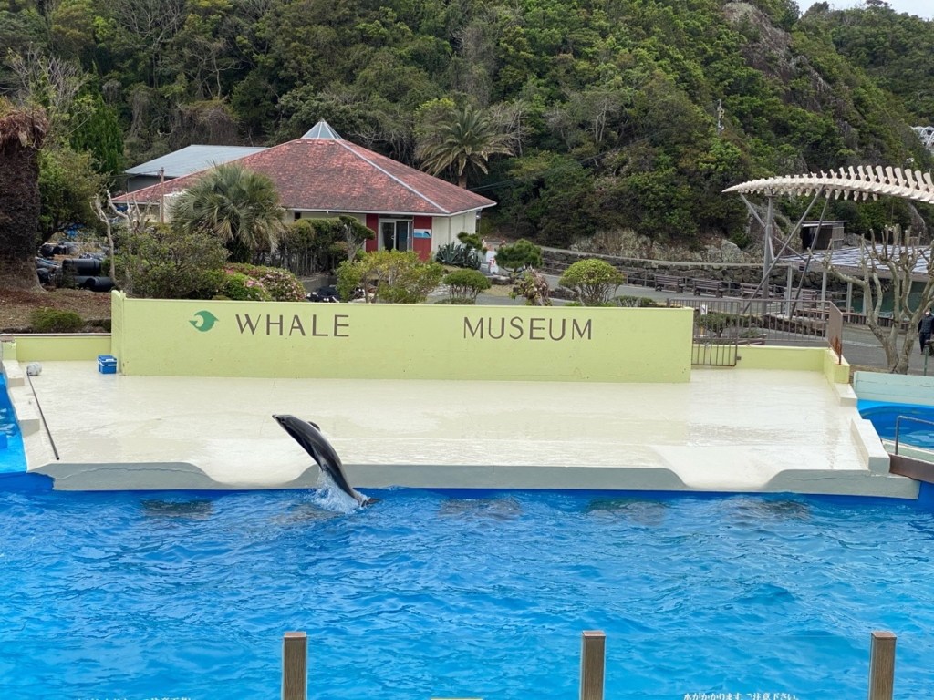 くじらの博物館で撮影したイルカショー