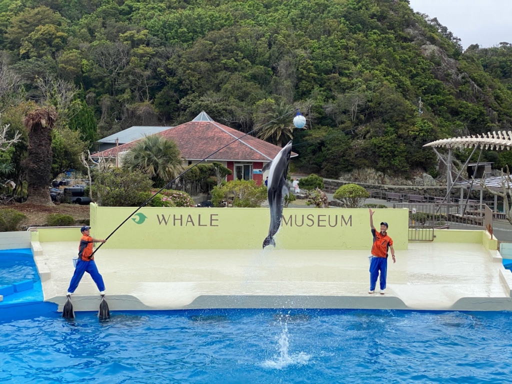 くじらの博物館で撮影したイルカショー