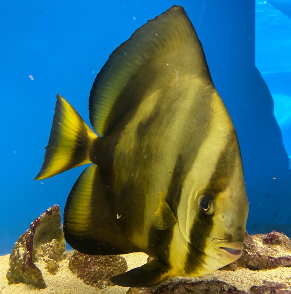 くじらの博物館で撮影したツバメウオの写真