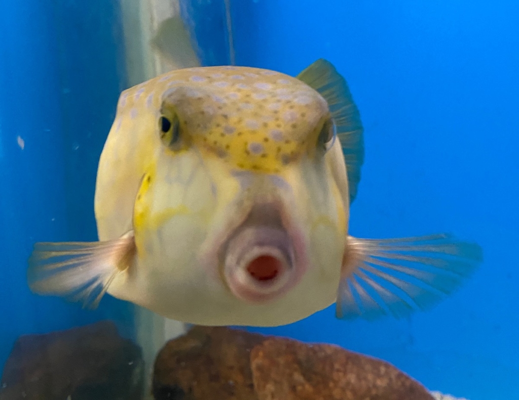 くじらの博物館で撮影したハコフグの写真