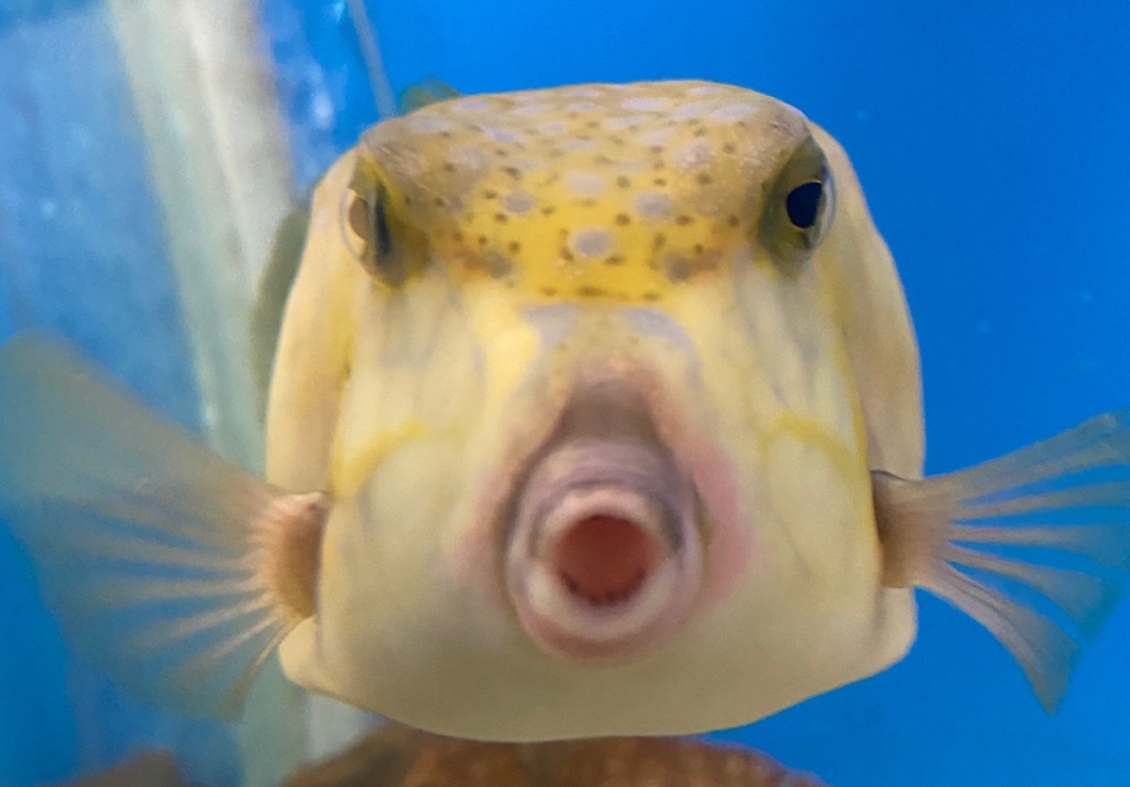 くじらの博物館で撮影したハコフグの写真