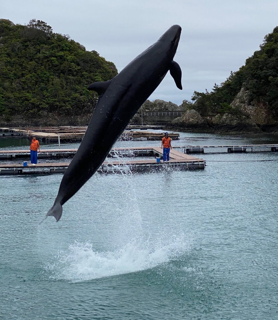 くじらの博物館で撮影したクジラショーの写真