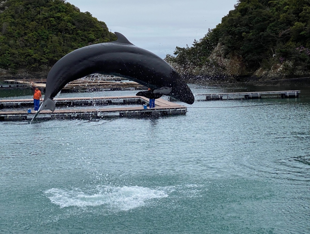 くじらの博物館で撮影したクジラショーの写真
