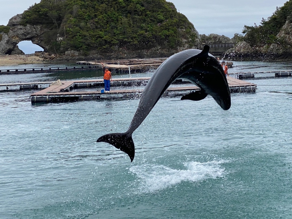 くじらの博物館で撮影したクジラショーの写真