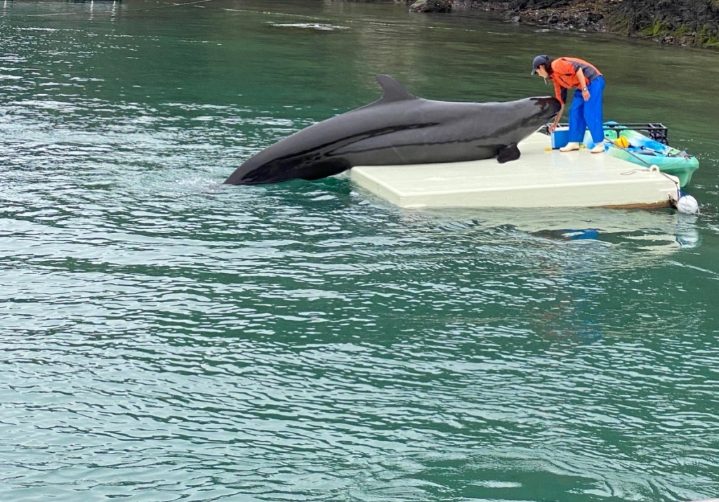くじらの博物館で撮影したクジラショーの写真