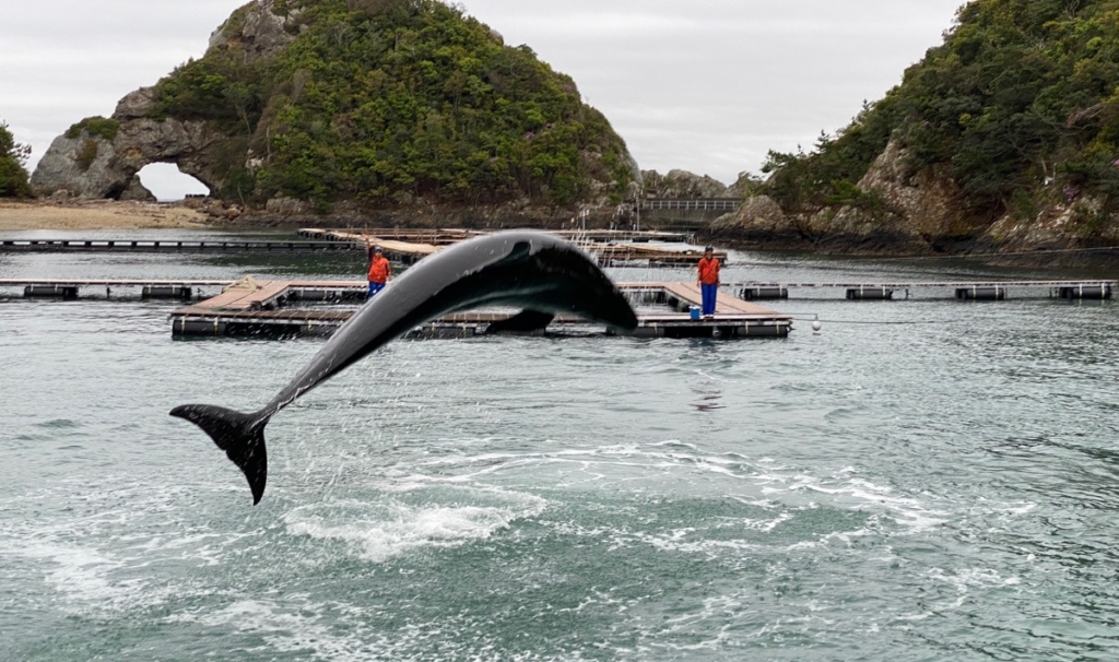 くじらの博物館で撮影したクジラショーの写真