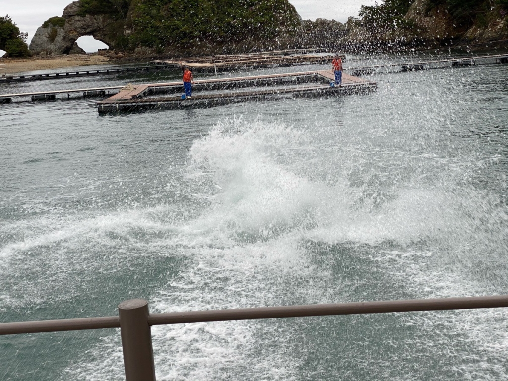 くじらの博物館で撮影したクジラショーの写真