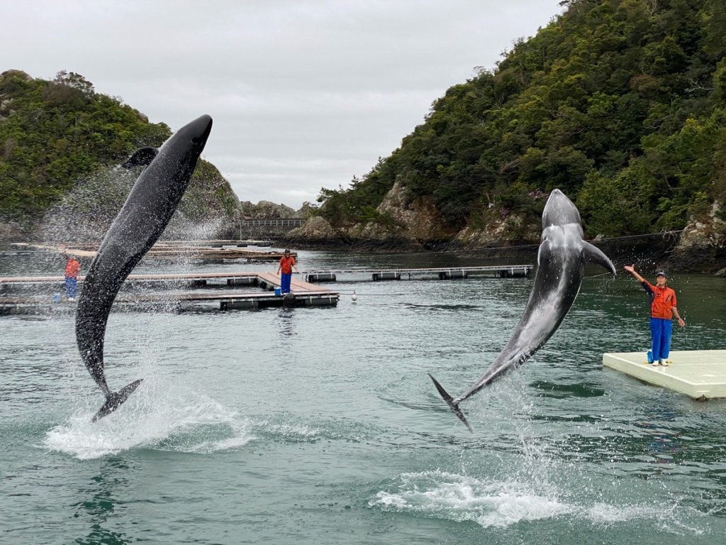 くじらの博物館で撮影したクジラショーの写真