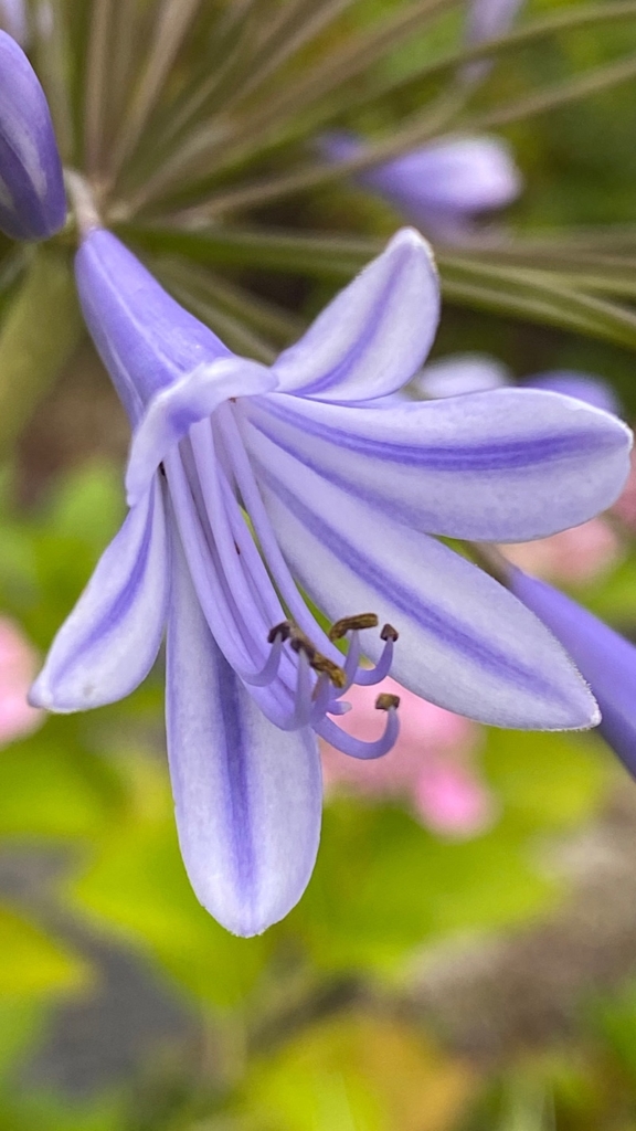 紫君子蘭(アガパンサス)