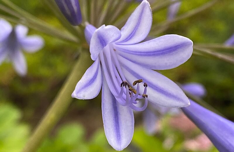 紫君子蘭(アガパンサス)