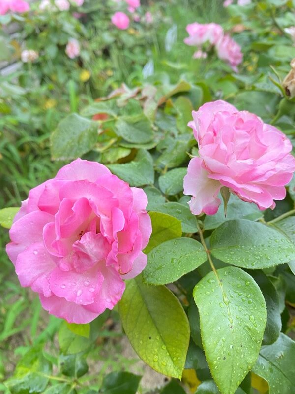 広島県福山市のバラ公園のバラについて 大量のバラ画像あり パール塗装のガンプラなどなど Since07