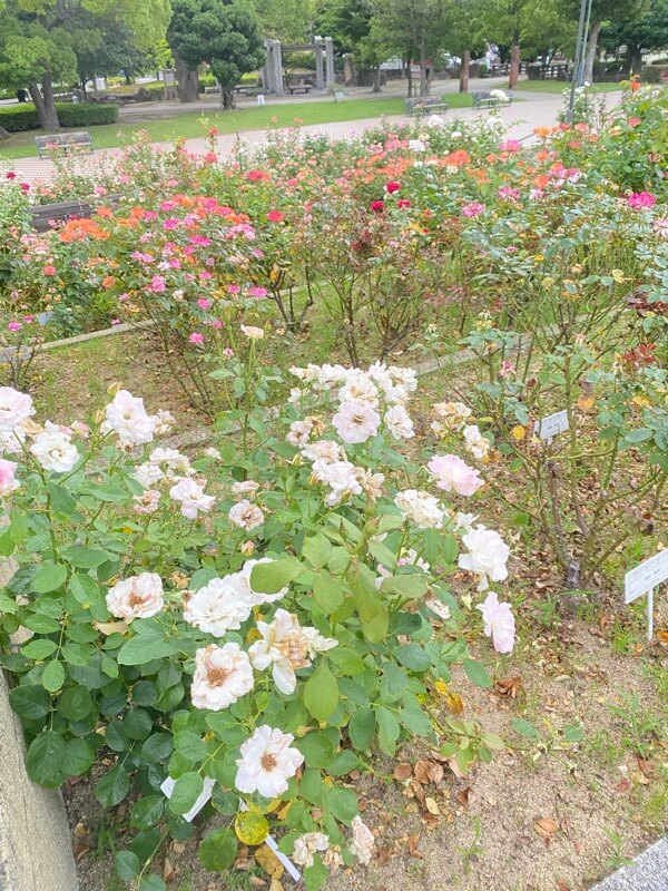 広島県福山市のバラ公園のバラについて 大量のバラ画像あり パール塗装のガンプラなどなど Since07