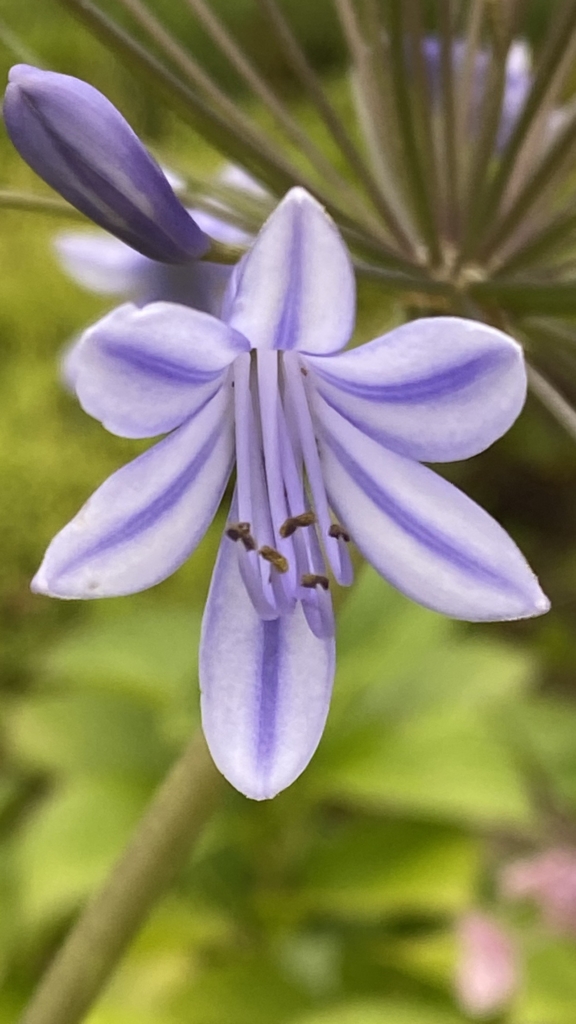 紫君子蘭(アガパンサス)